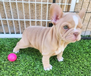 French Bulldog Puppy for sale in LAS VEGAS, NV, USA