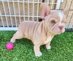Small French Bulldog