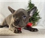 Small Photo #6 French Bulldog Puppy For Sale in CEDAR LANE, PA, USA