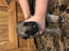 Small Photo #1 German Shepherd Dog Puppy For Sale in ALBUQUERQUE, NM, USA