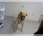 Small Black Mouth Cur