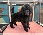 Puppy 2 Poodle (Standard)