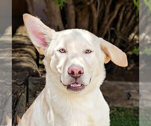 Anatolian Shepherd Dogs for adoption in Albuquerque, NM, USA