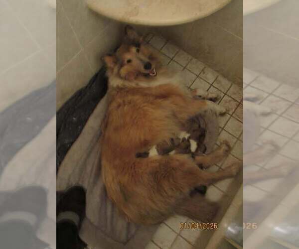 Medium Photo #1 Collie Puppy For Sale in HIGH POINT, NC, USA