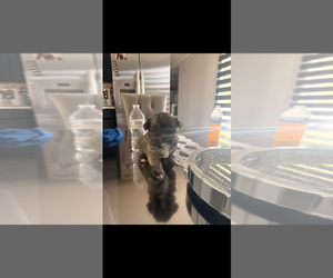 Shorkie Tzu Puppy for sale in COLORADO SPRINGS, CO, USA