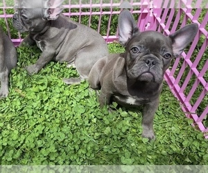 French Bulldog Puppy for sale in METUCHEN, NJ, USA