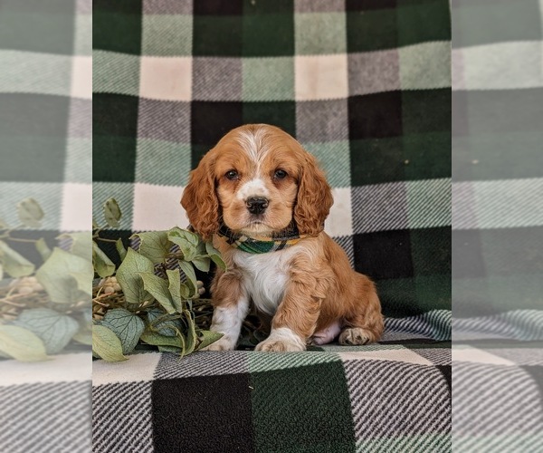 Medium Photo #2 Cocker Spaniel Puppy For Sale in NEW HOLLAND, PA, USA