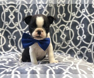 Boston Terrier Puppy for sale in LAKELAND, FL, USA