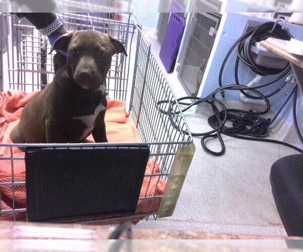 Medium Photo #1 Labrador Retriever-Unknown Mix Puppy For Sale in Tallahassee, FL, USA