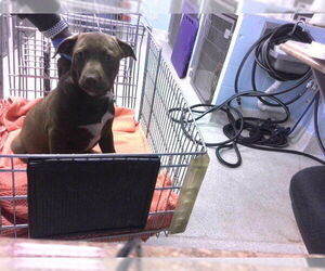 Labrador Retriever-Unknown Mix Dogs for adoption in Tallahassee, FL, USA