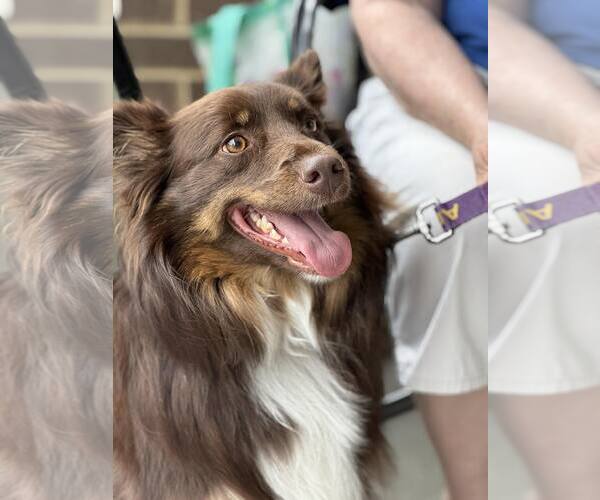 Medium Photo #1 Australian Shepherd Puppy For Sale in White Bluff, TN, USA