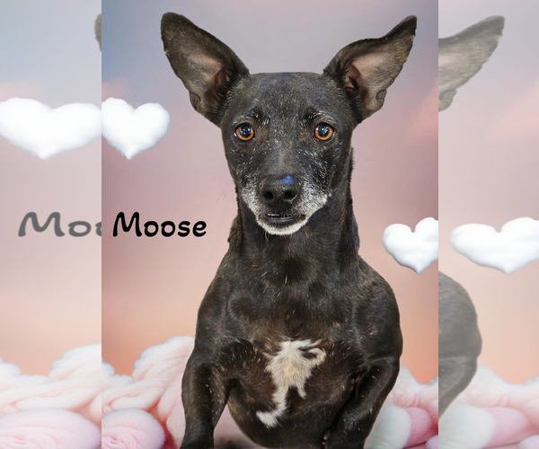 Medium Photo #1 Chiweenie Puppy For Sale in Phelan, CA, USA