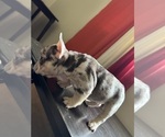 Small #1 French Bulldog