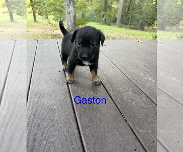 Medium Photo #1 Labrador Retriever-Unknown Mix Puppy For Sale in The Woodlands, TX, USA