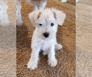Schnauzer (Miniature) Puppy for Sale in HOLDEN, Missouri USA