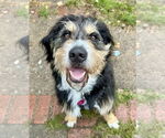 Small #12 Greater Swiss Mountain Dog-Poodle (Miniature) Mix