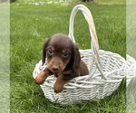 Small #2 Dachshund