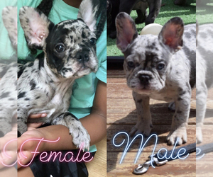 French Bulldog Puppy for sale in WHITE PLAINS, MD, USA