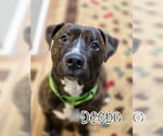 Small #2 American Staffordshire Terrier-Mastiff Mix