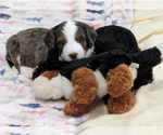 Small Photo #9 Bernedoodle Puppy For Sale in LINDON, UT, USA