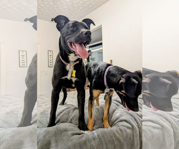 Medium Photo #3 Mutt Puppy For Sale in Sandy, UT, USA