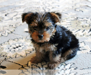 Yorkshire Terrier Puppy for Sale in MERCED, California USA