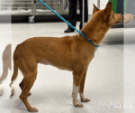 Small #1 Feist Terrier Mix