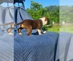 Small #6 Australian Shepherd-Chihuahua Mix