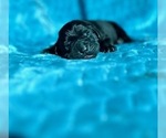 Puppy Puppy J Labrador Retriever