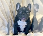 Small #7 French Bulldog