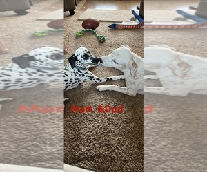 Mother of the Dalmatian puppies born on 06/26/2025
