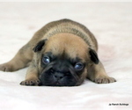 Small Photo #21 French Bulldog Puppy For Sale in WINNSBORO, TX, USA