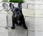 Small #2 French Bulldog
