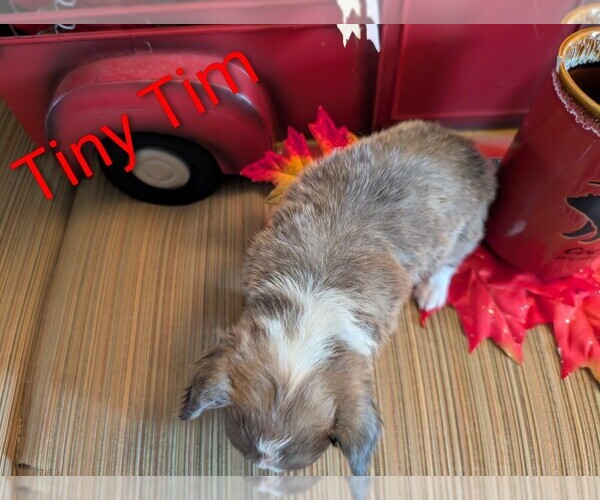 Medium Photo #7 Chihuahua Puppy For Sale in LEBANON, PA, USA