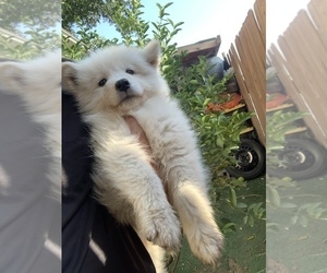 Samoyed Puppy for sale in SAN BERNARDINO, CA, USA