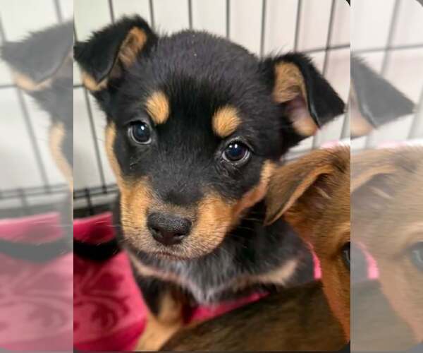 Medium Photo #3 Australian Shepherd-Unknown Mix Puppy For Sale in SHERBURNE, NY, USA