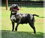 Small Photo #13 American Bully Puppy For Sale in CLEVELAND, GA, USA