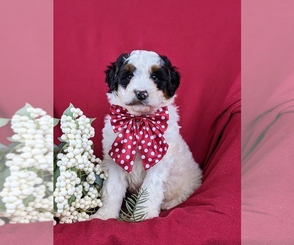 Medium Photo #1 Bernedoodle (Miniature) Puppy For Sale in GLEN ROCK, PA, USA