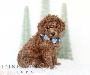 Poodle (Toy) Puppy for sale in NEW HOLLAND, PA, USA