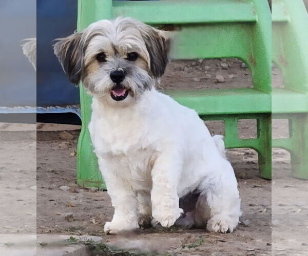 Medium Photo #5 Shih Tzu-Unknown Mix Puppy For Sale in Peralta, NM, USA