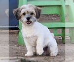 Small #4 Shih Tzu Mix