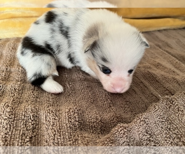 Medium Photo #3 Pembroke Welsh Corgi Puppy For Sale in RAMONA, OK, USA