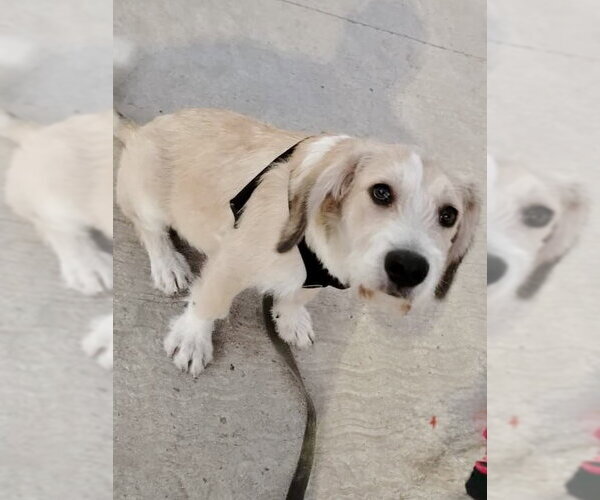 Medium Photo #4 Mutt Puppy For Sale in San Diego, CA, USA