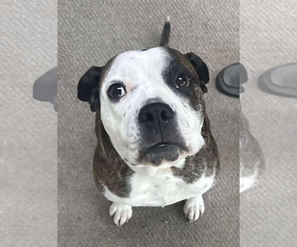 Medium Photo #6 American Pit Bull Terrier-Unknown Mix Puppy For Sale in Germantown, OH, USA