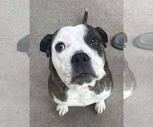 Amos - Male American Pit Bull Terrier-Unknown Mix Dog for Adoption - Photo #6