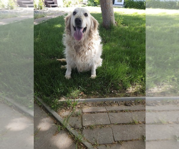 Medium Photo #6 Golden Retriever Puppy For Sale in ELVERTA, CA, USA