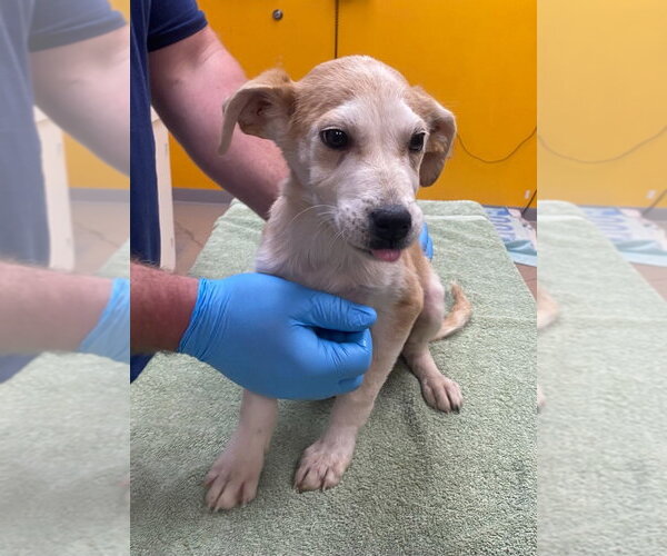 Medium Photo #4 Mutt Puppy For Sale in Bryant, AR, USA