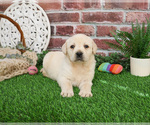 Small Labrador Retriever