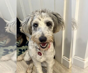 Poodle (Standard)-Unknown Mix Dogs for adoption in Wakefield, RI, USA