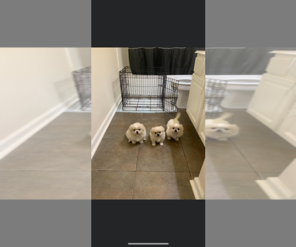 Medium Photo #1 Pekingese Puppy For Sale in PEARLAND, TX, USA